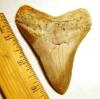 Megalodon Tooth